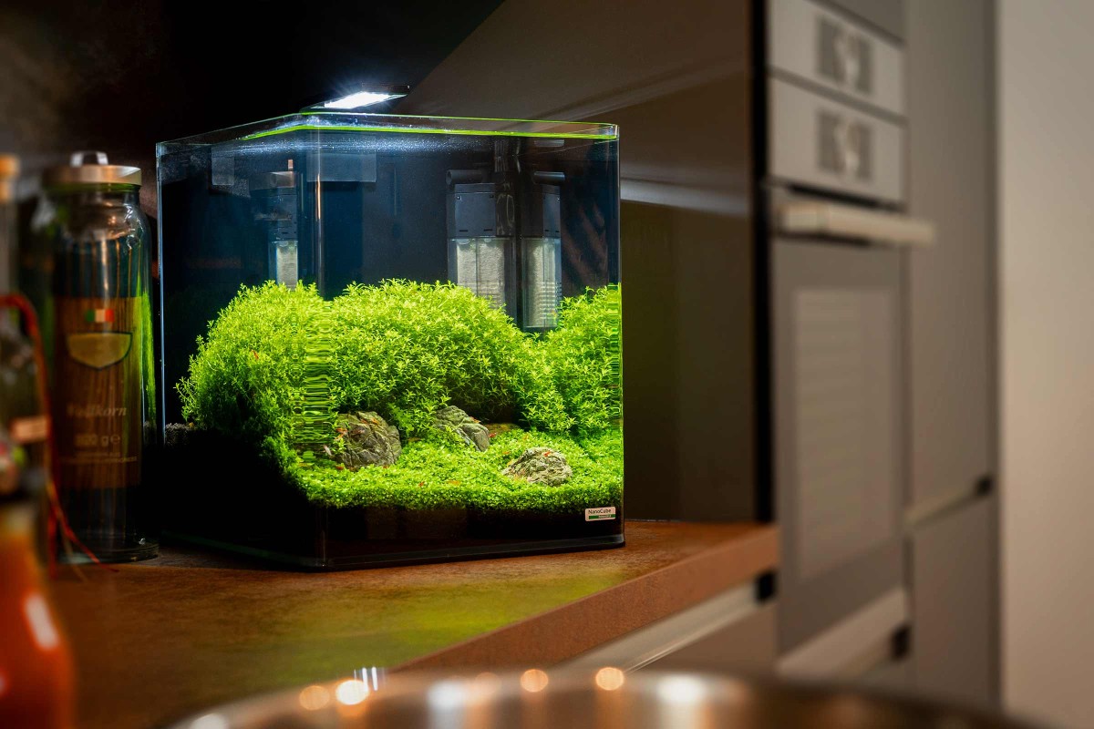 Idées et astuces comment créer un nano aquarium
