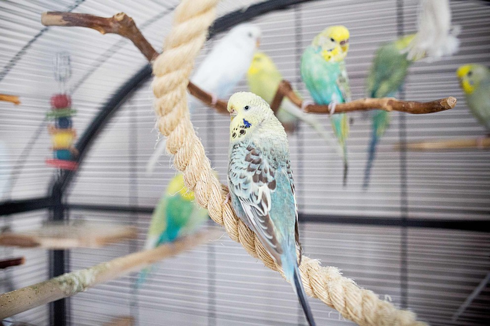 Installer une cage à oiseaux Installer une cage à oiseaux
