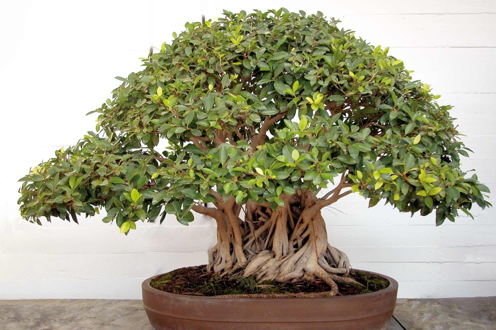 Terre bonsai : Choisir son terreau, substrat, akadama