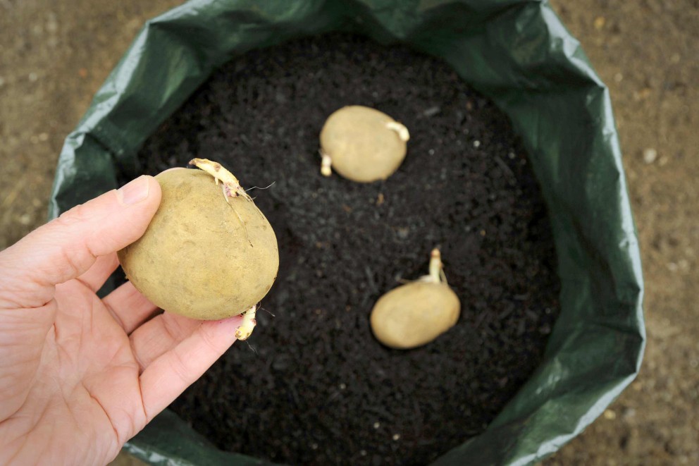 kartoffeln pflanzsack kartoffeln pflanzsack