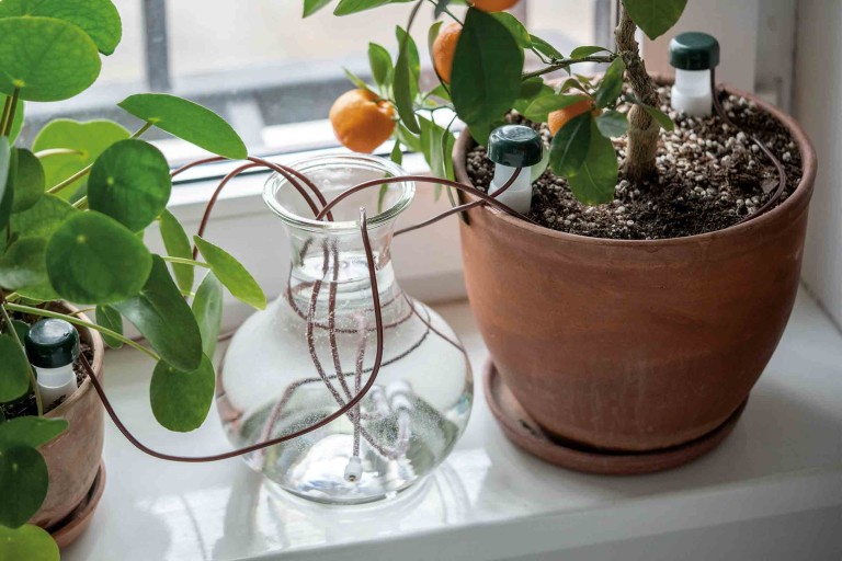 Arroser ses plantes pendant les vacances Arroser ses plantes pendant les vacances