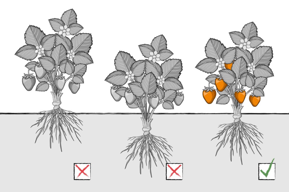 Infografik Erdbeeren Pflanztiefe Infografik Erdbeeren Pflanztiefe