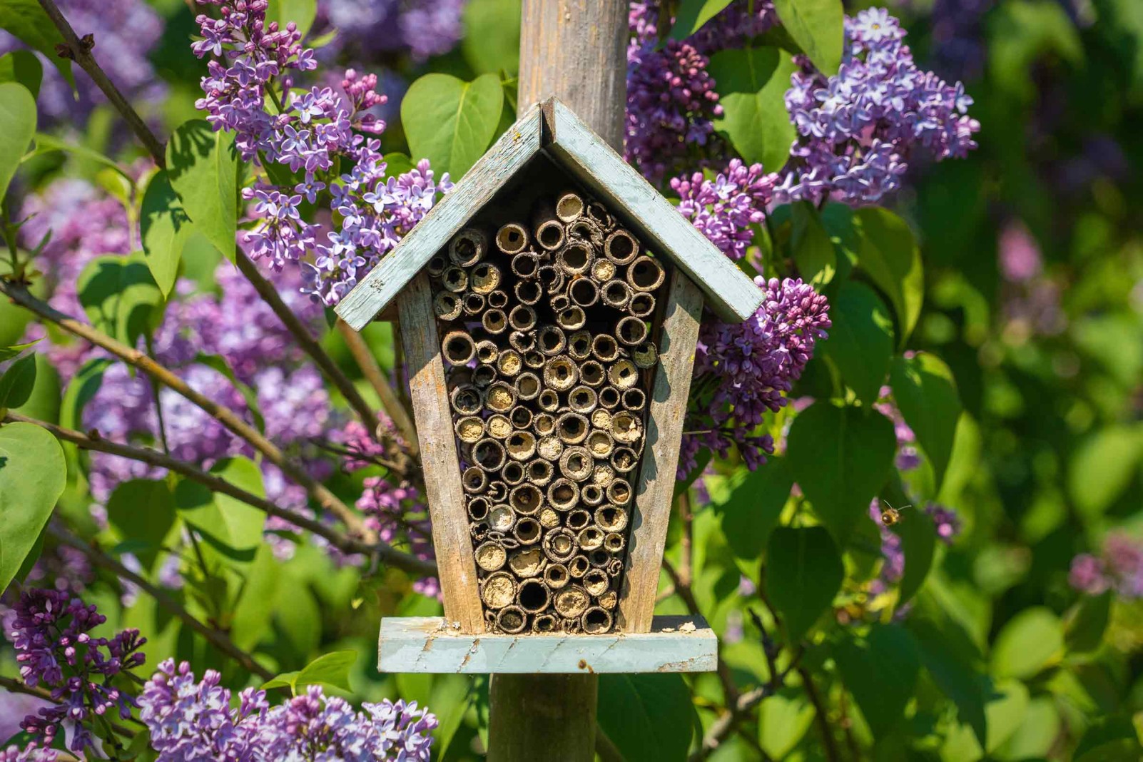 Lot De 100 Manchons Nidification Abeilles Sauvages 20cm - Tubes Bambou Écologiques Pour Hôtel à Insectes