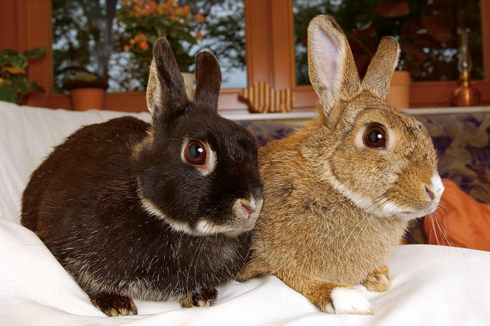 kaninchen drinnen kaninchen drinnen