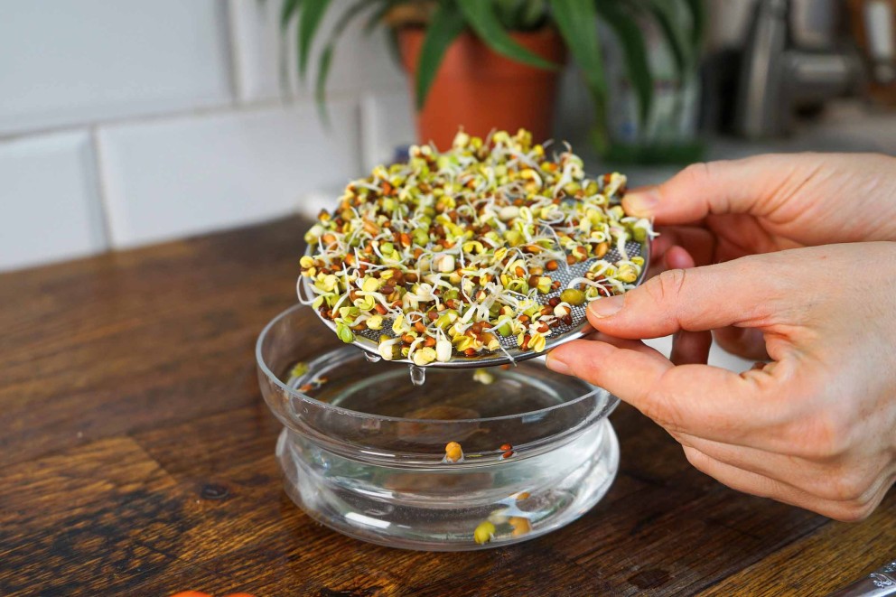 sprossen ziehen sprossenbowl sprossen ziehen sprossenbowl