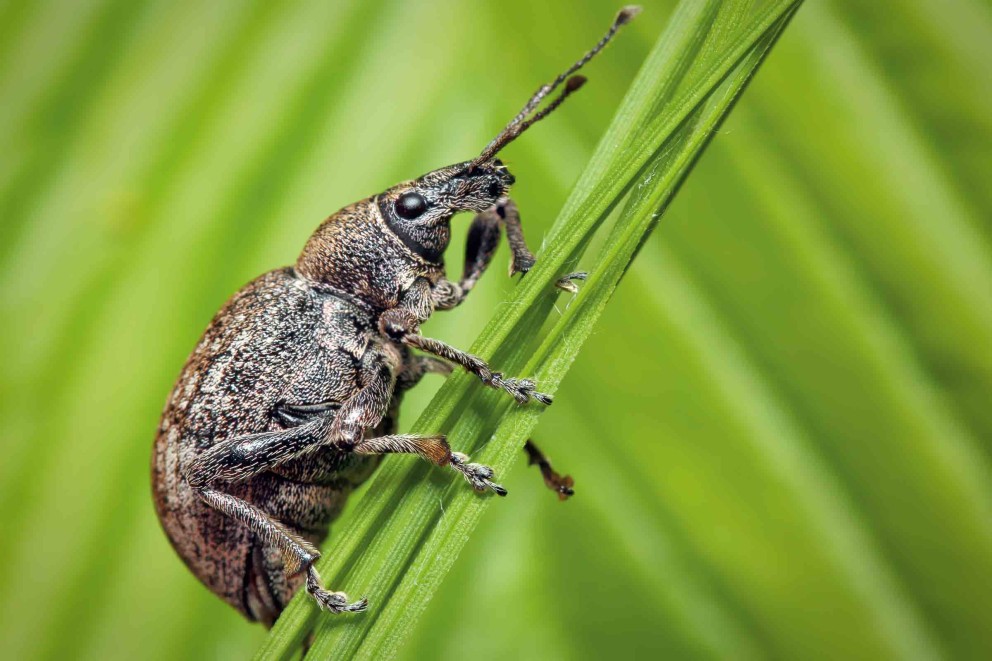 schaedlinge im garten dickmaulruessler schaedlinge im garten dickmaulruessler