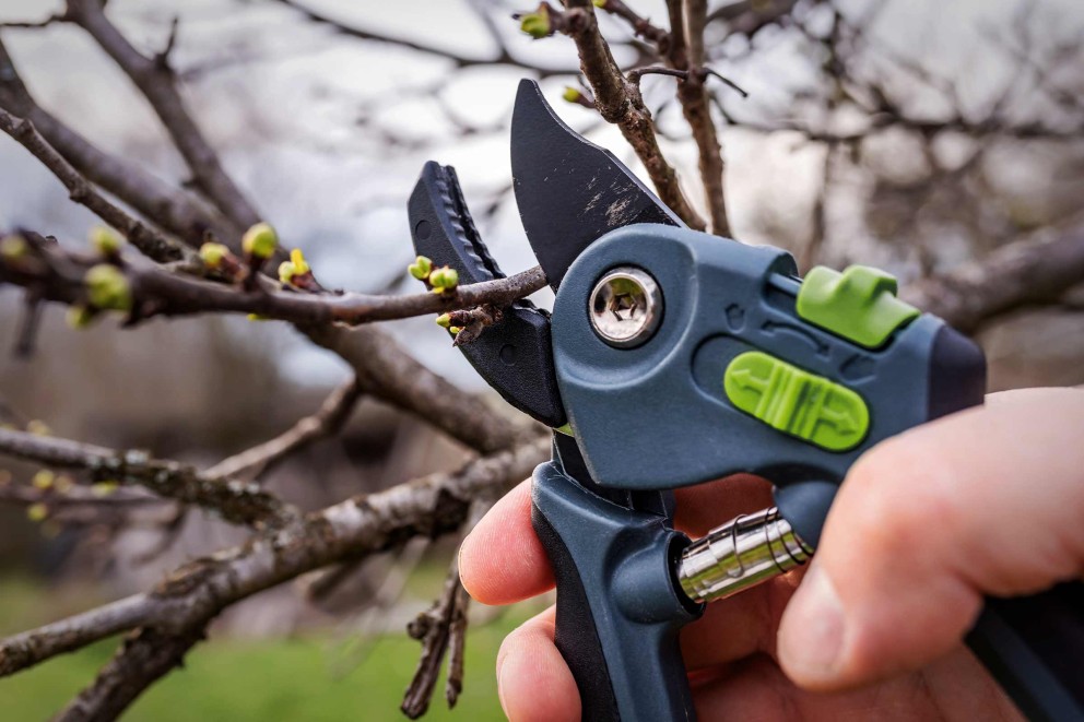 Gros plan d'un sécateur coupant une branche avec des bourgeons.
