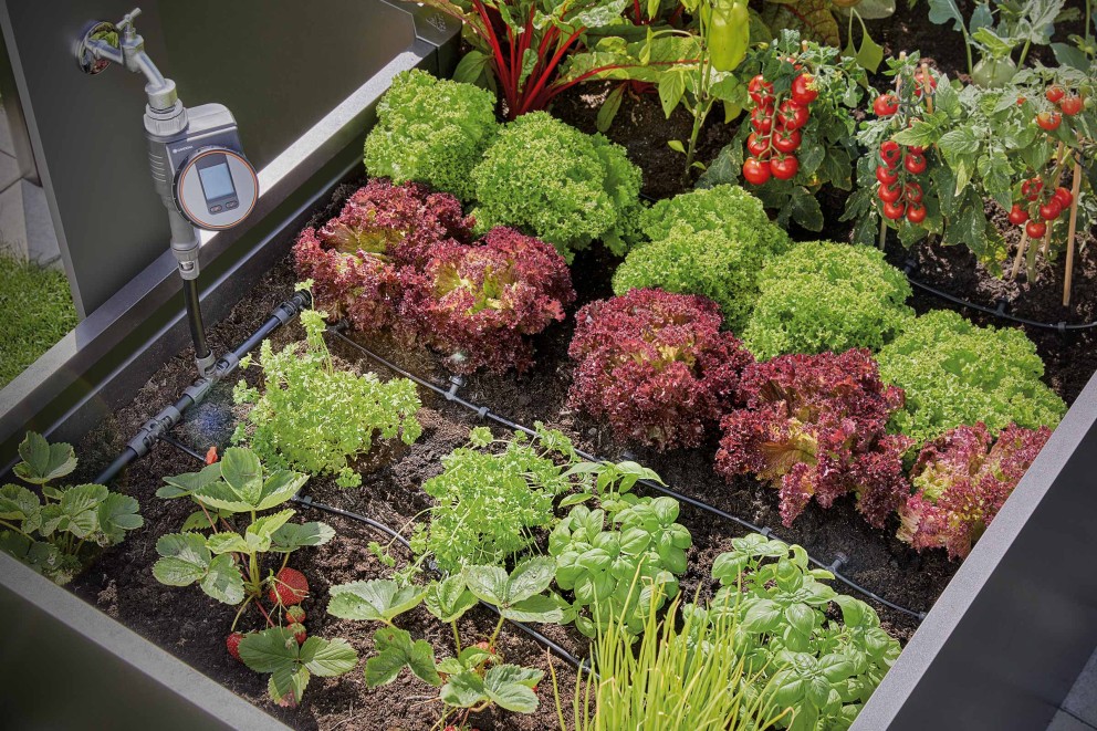 Arroser un potager surélevé