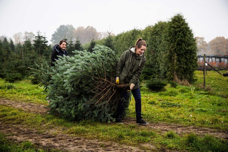 Jetzt oder nie: Esther fällt einen Tannenbaum Jetzt oder nie: Esther fällt einen Tannenbaum