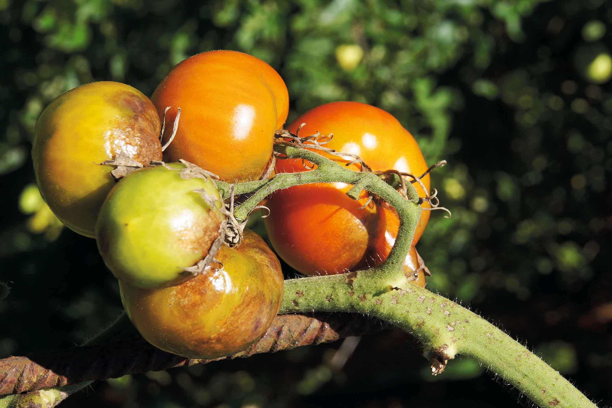 Tomates mûres et vertes sur une plante