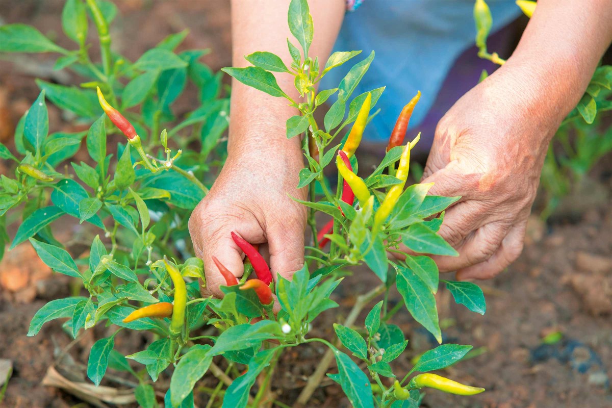 Peperoni pflanzen so baust Du milde Chilis an HORNBACH