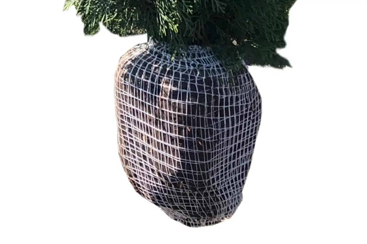 mit Ballen
mit Ballen