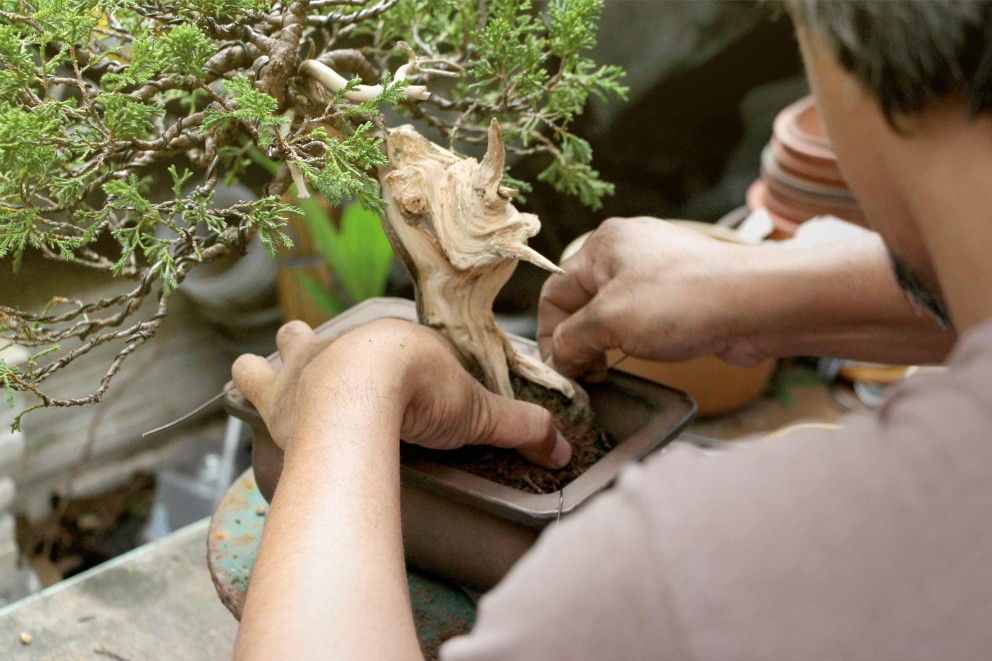 bonsai umtopfen bonsai umtopfen