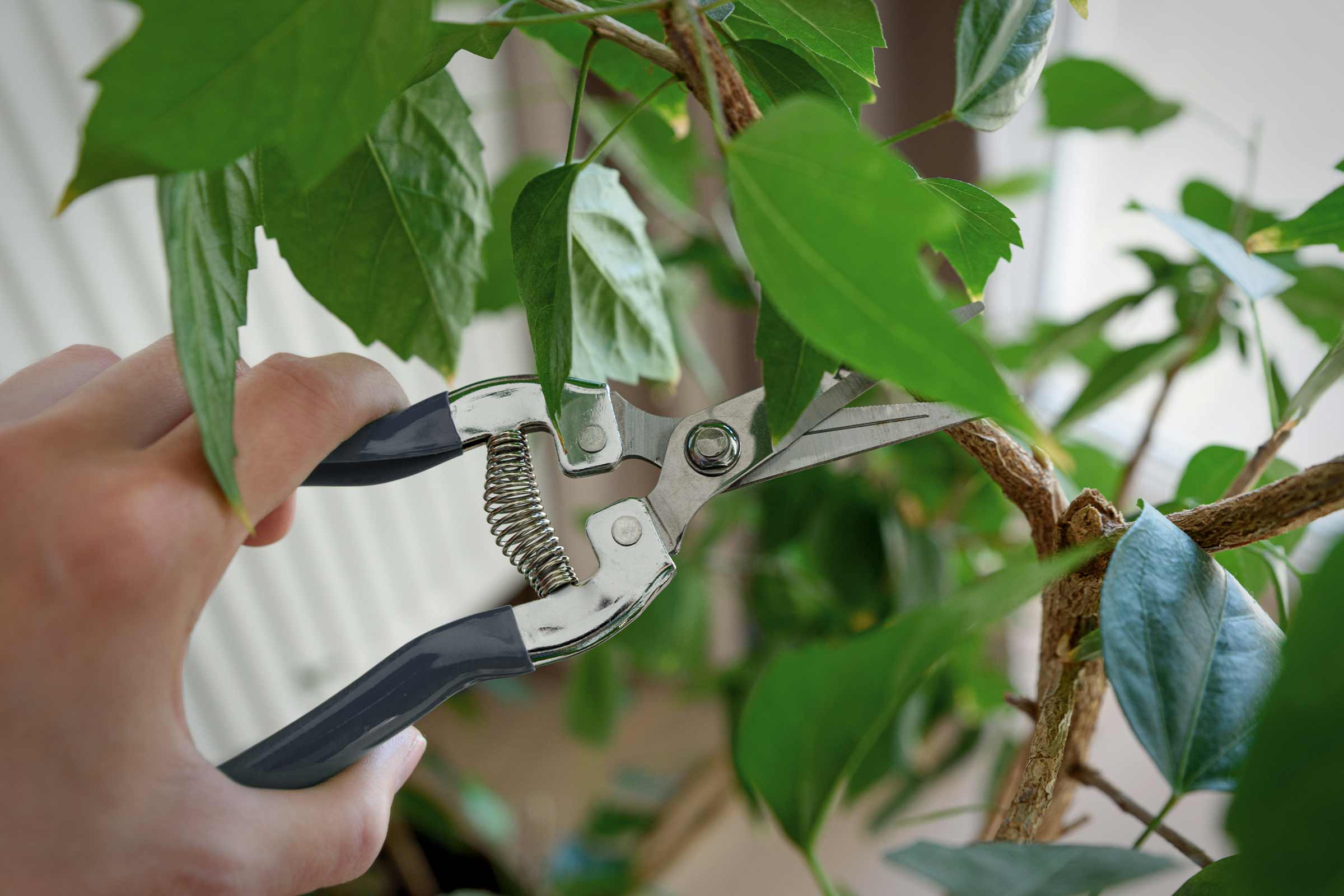 Jardinage: Sécateur coupant une branche