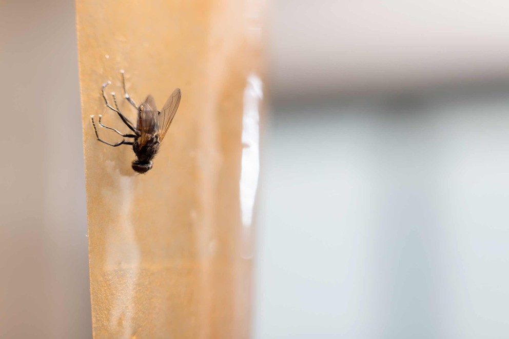 Fliegenfalle Honig Fliegenfalle Honig