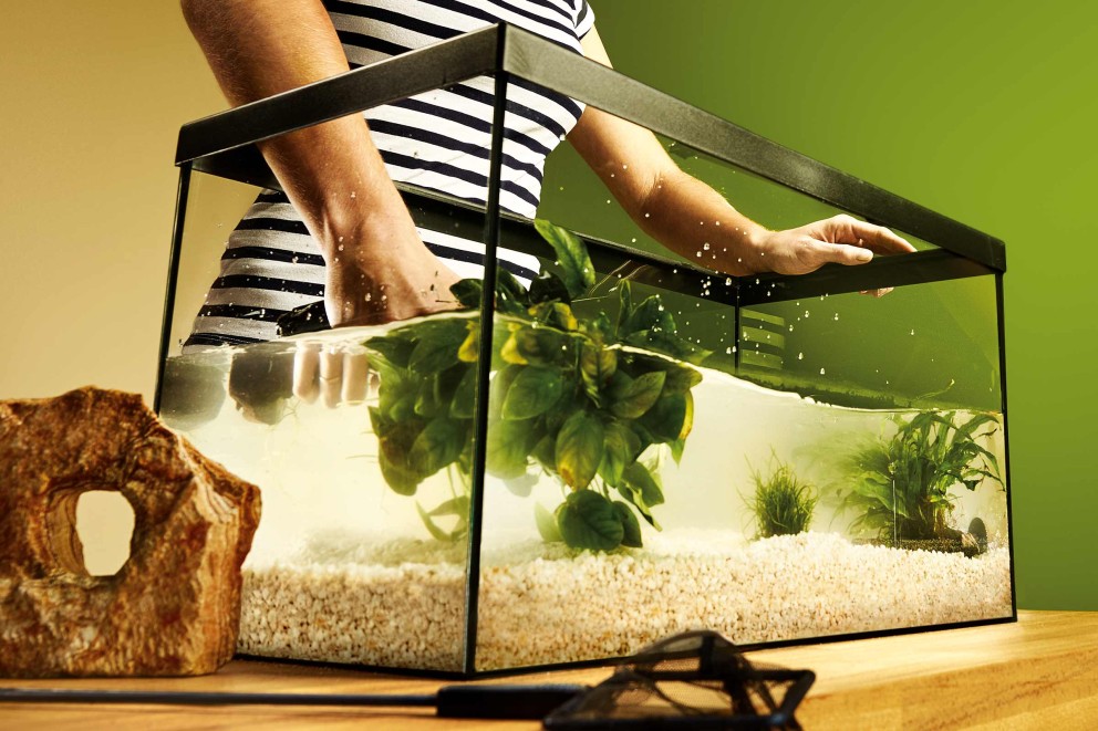 Installer des plantes aquatiques Installer des plantes aquatiques