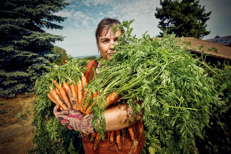 Planter des carottes