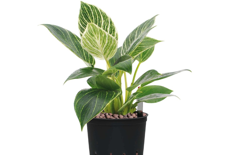 
				slider hydrokulturpflanzen philodendron

			