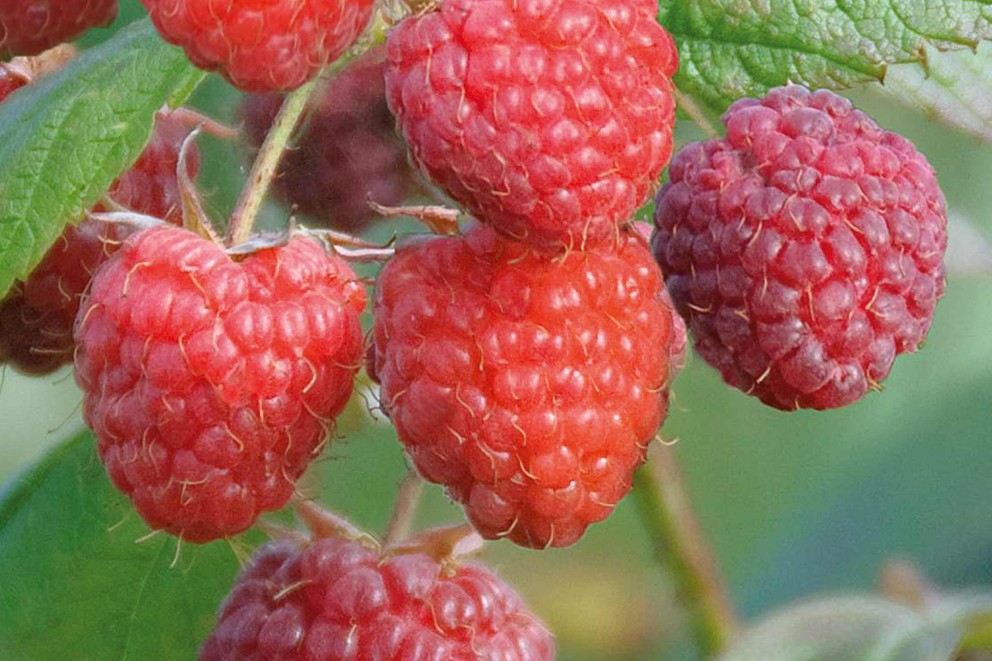 
				KV Himbeere Aroma Queen

			