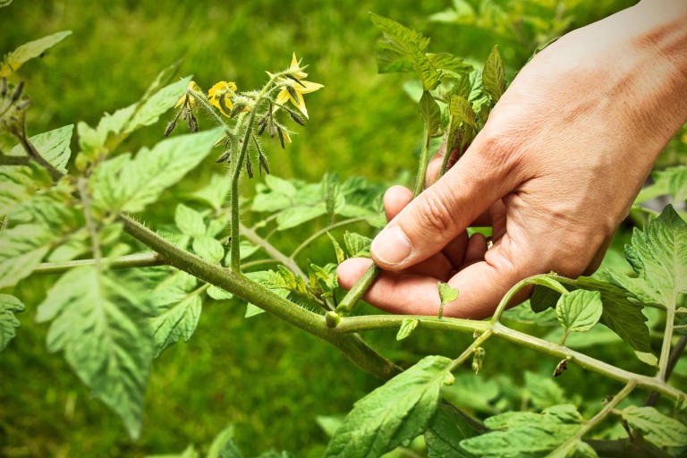 Tailler les tomates