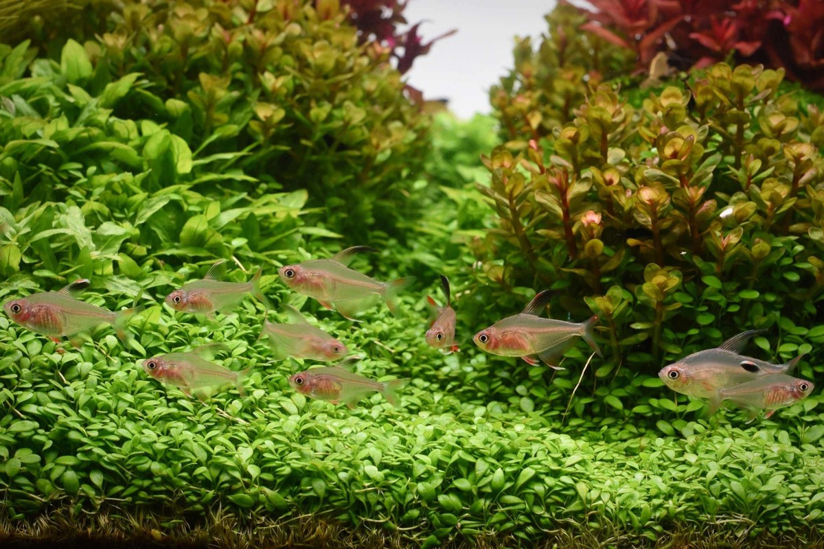 Plantes d'aquarium faciles pour débutants