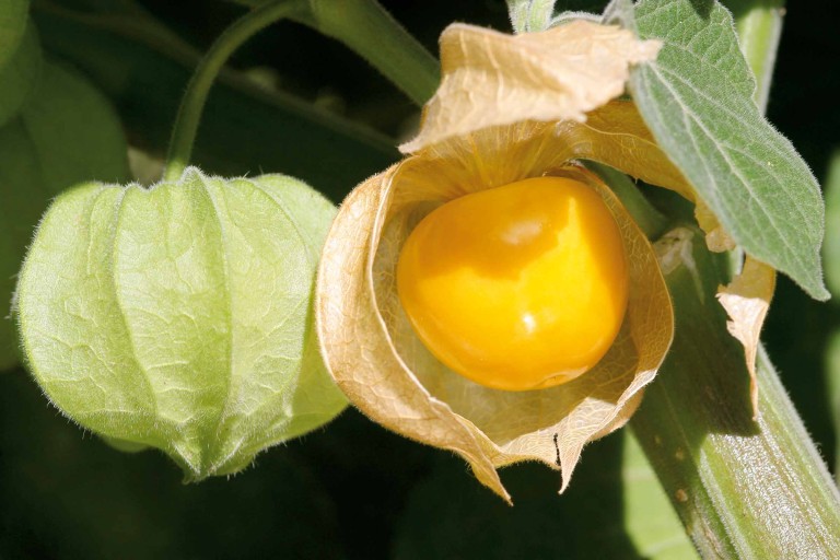 Planter des physalis Planter des physalis