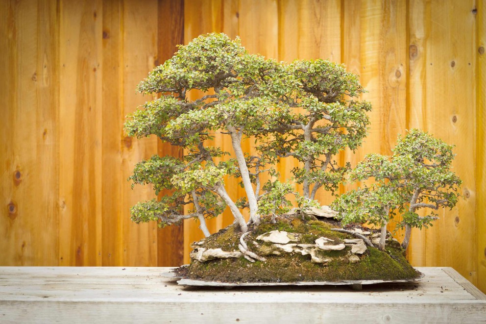 Akadama terreau bonsai 2 L - Central Jardin