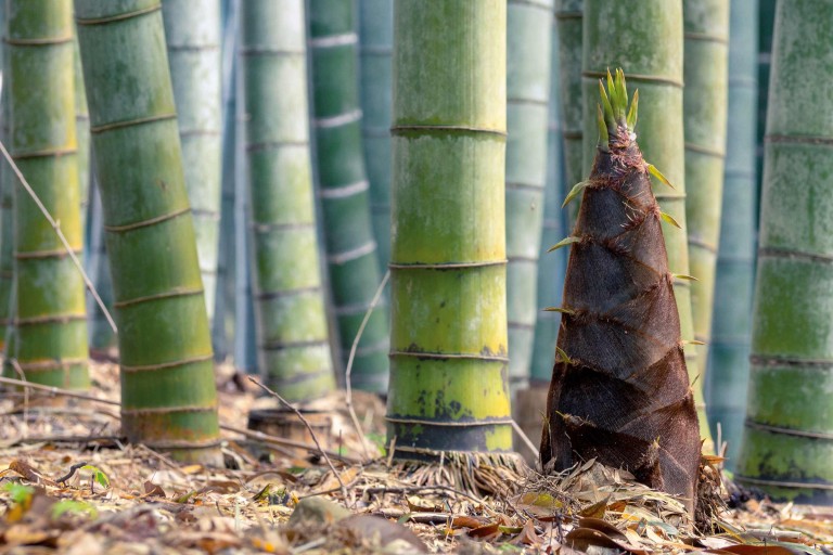 Planter le bambou: quand, où et comment? 