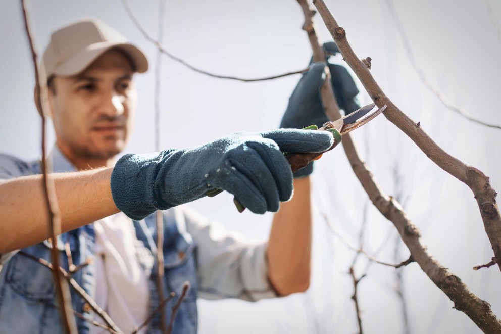 Un homme coupe une branche avec un sécateur