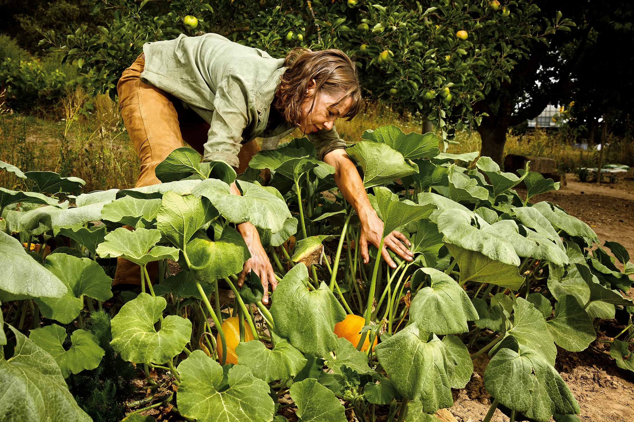 Femme récoltant des courges dans le potager sous un pommier