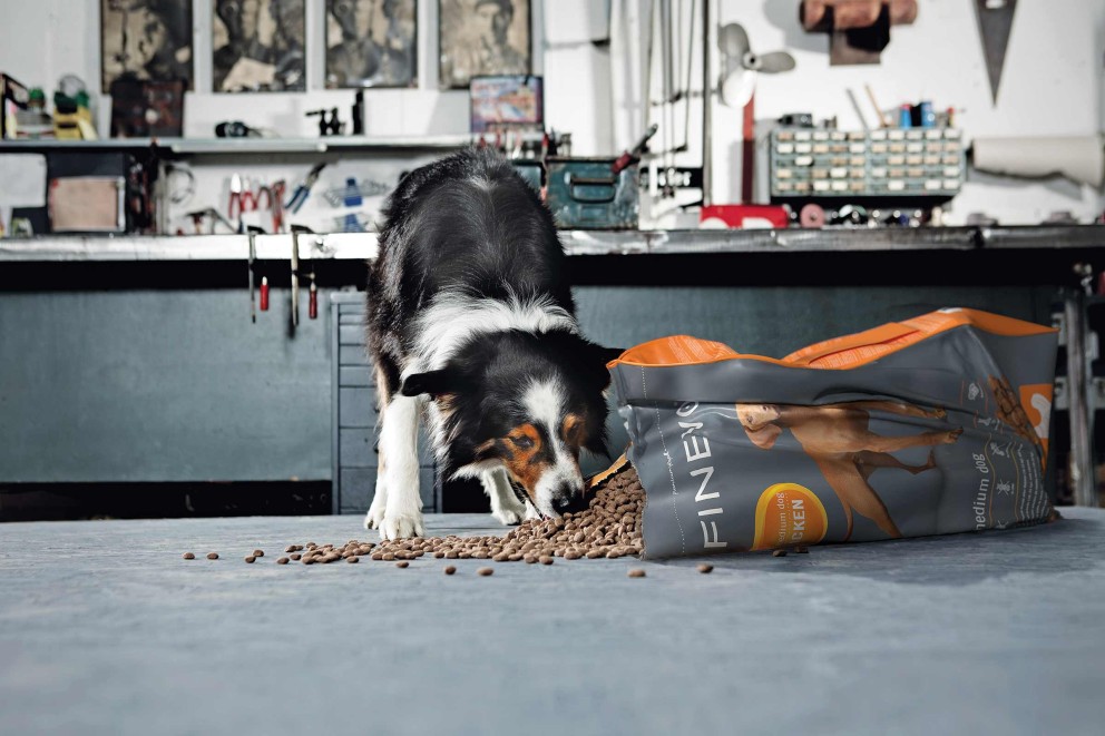 Hunde richtig füttern Hunde richtig füttern