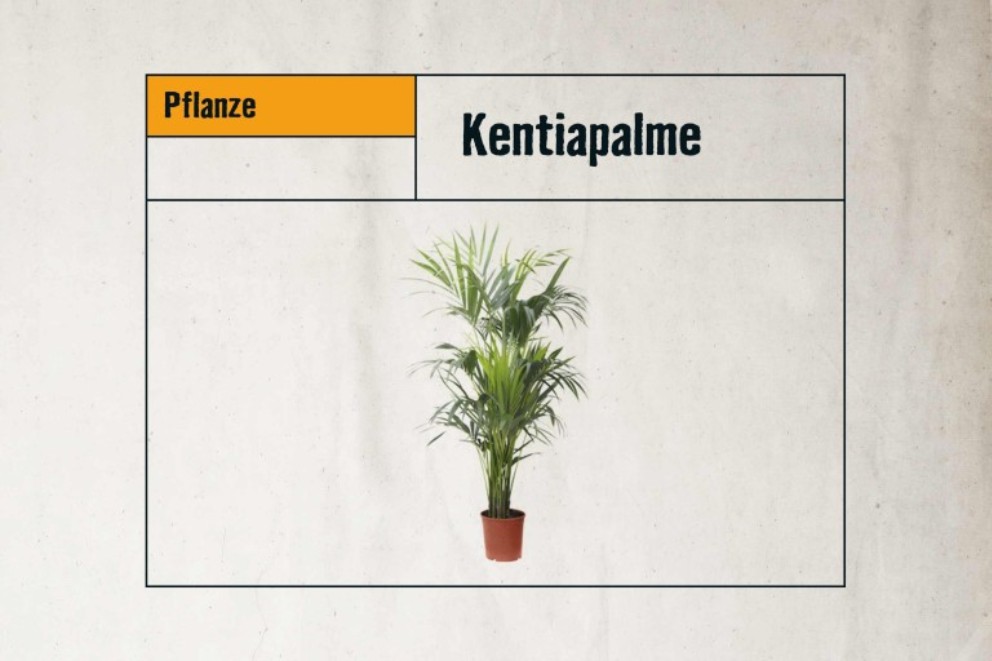 
				LU Zimmerpflanzen Kentiapalme

			