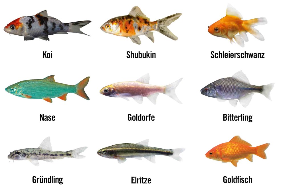 LU Teichfische LU Teichfische