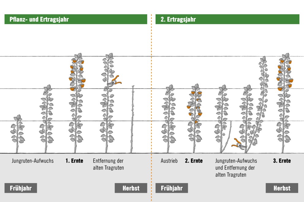LU Infografik Himbeeren Herbst2 LU Infografik Himbeeren Herbst2