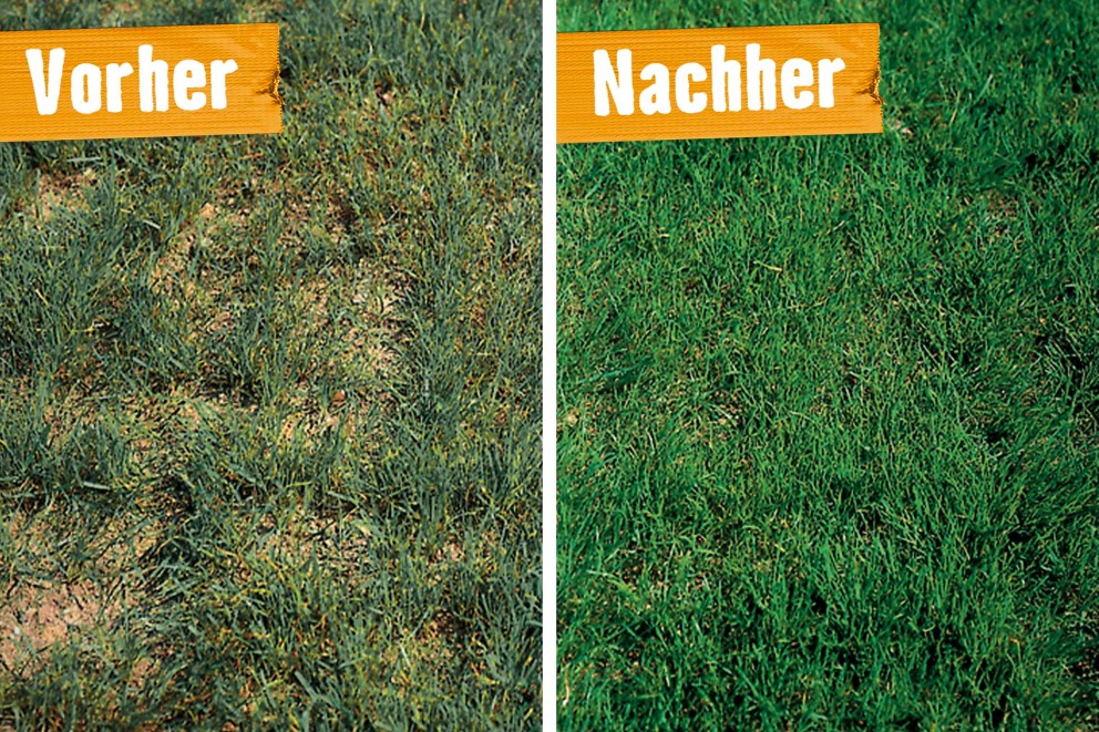 LU Rasen nachsäen S1 LU Rasen nachsäen S1