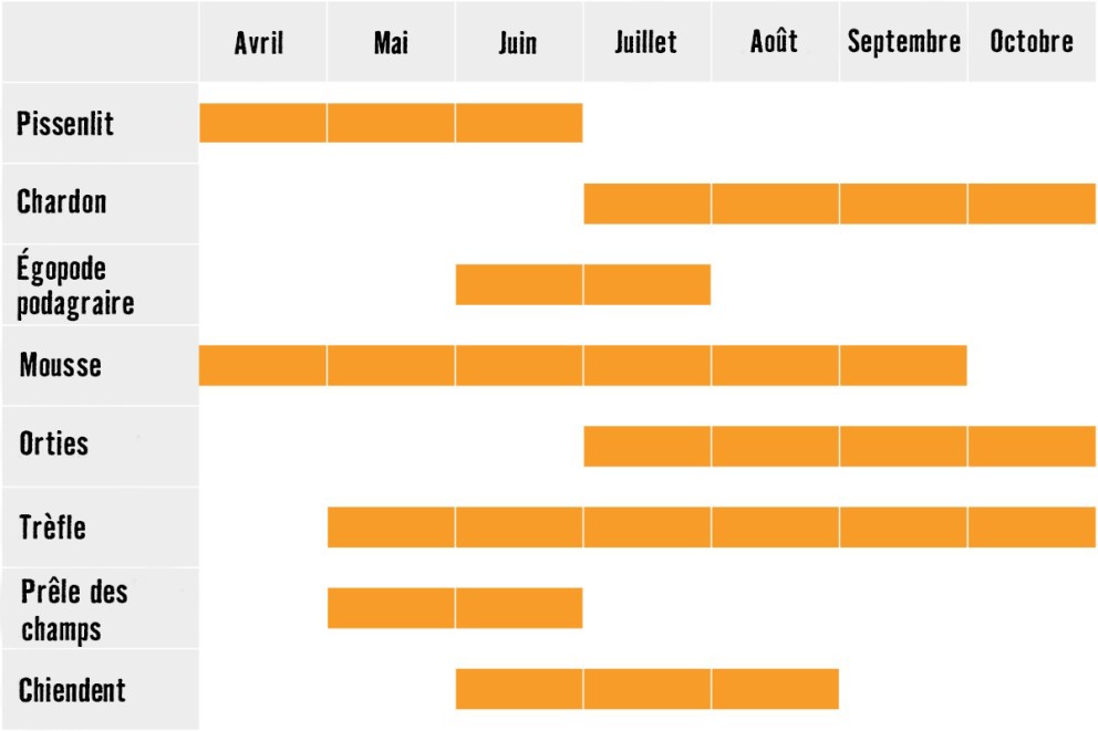 LU Unkraut Kalender LU Unkraut Kalender