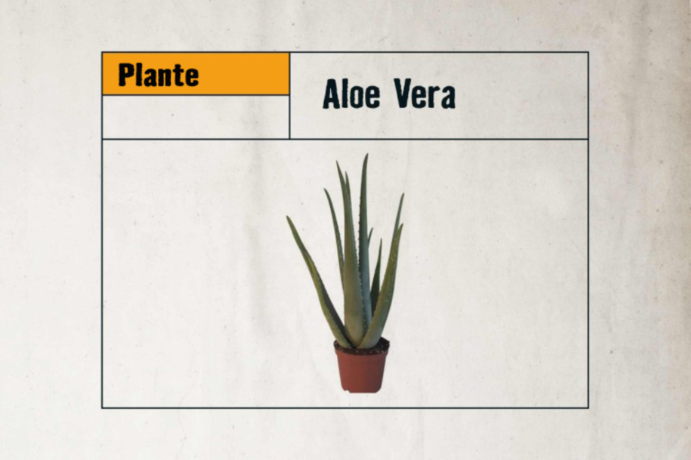 
				LU Zimmerpflanzen Aloe Vera

			