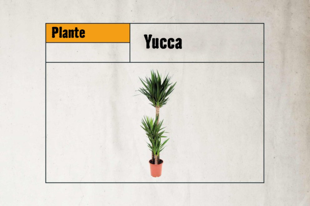 
				LU Zimmerpflanzen Yucca

			