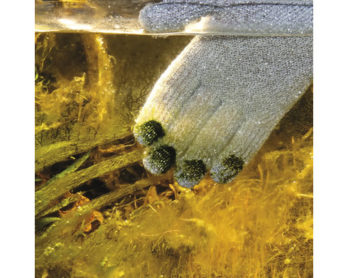 Nahaufnahme eines Algenhandschuhs im Wasser mit Wasserpflanzen