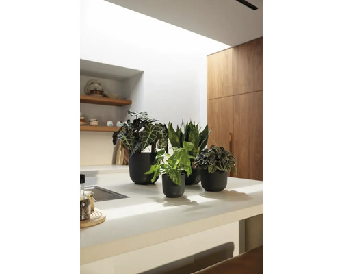 Plantes d''intérieur en pots sur un plan de travail de cuisine