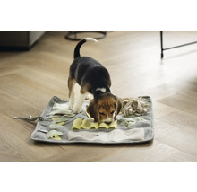 Ein Beagle-Welpe sucht auf einer grauen Schnüffelmatte nach Futter.