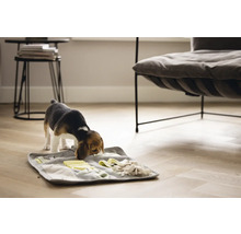 Beaglewelpe sucht Futter auf einer Schnüffelmatte in einem Wohnzimmer
