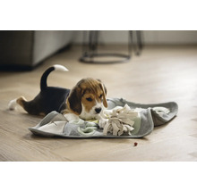 Beaglewelpe spielt mit einem interaktiven Schnüffelteppich zur Förderung der Intelligenz.
