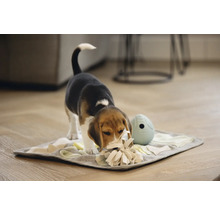 Beagle Welpe spielt mit Schnüffelteppich und Intelligenzspielzeug