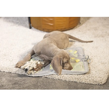 Ein Weimaraner Welpe ruht auf einer interaktiven Hundematte auf einem Teppich.