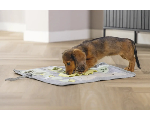 Dackel sucht auf einer Schnüffelmatte nach Futter.