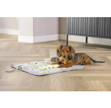 Dackel liegt auf einer Schnüffelmatte für Hunde
