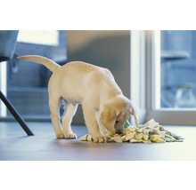 Ein Labradorwelpe spielt mit einem Intelligenzspielzeug auf dem Boden.