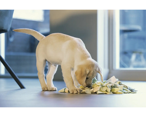 Un chiot labrador joue avec un jeu d''intelligence sur le sol.