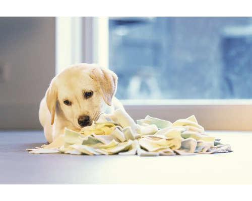 Jeune labrador jouant avec un tapis de fouille interactif pour chiens